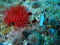 Pseudactinia flagellifera