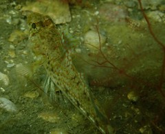 Nesogobius pulchellus