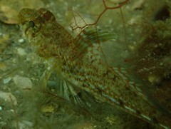 Nesogobius pulchellus
