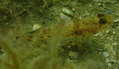 Nesogobius pulchellus