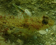 Nesogobius pulchellus
