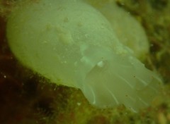 Ciona intestinalis