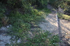 Mesembryanthemum aitonis