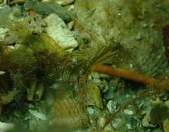 Palaemon intermedius