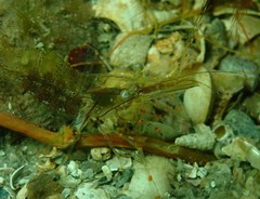 Palaemon intermedius