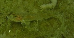 Acentrogobius pflaumii