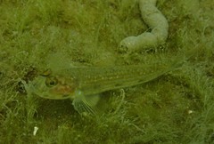 Acentrogobius pflaumii