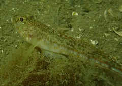 Nesogobius