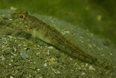 Nesogobius