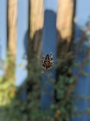 Araneus diadematus