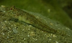 Nesogobius