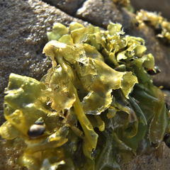 Ulva uncialis