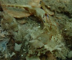 Synchiropus calauropomus