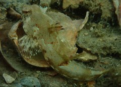 Synchiropus calauropomus