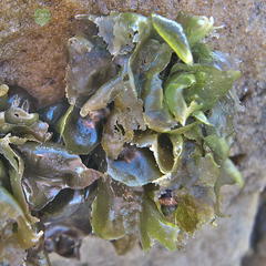 Ulva uncialis