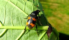 Nicrophorus interruptus