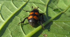 Nicrophorus interruptus