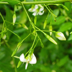 Kraussia floribunda