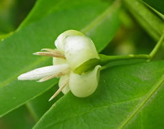 Kraussia floribunda