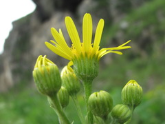 Tephroseris cladobotrys cladobotrys