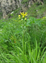 Tephroseris cladobotrys cladobotrys
