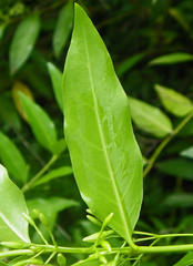 Kraussia floribunda