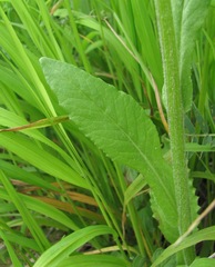 Tephroseris cladobotrys cladobotrys