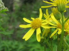 Tephroseris cladobotrys cladobotrys