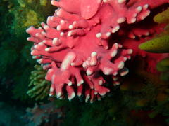 Stylaster nobilis