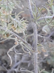 Artemisia jacutica