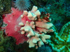 Stylaster nobilis