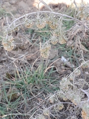 Artemisia jacutica