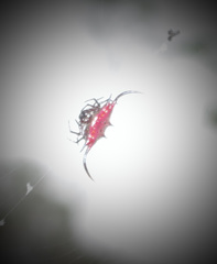 Gasteracantha falcicornis
