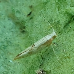 Argyresthia bonnetella
