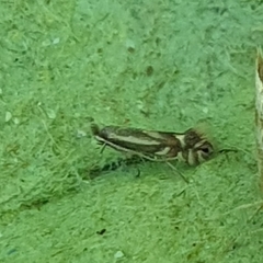 Phyllonorycter rajella
