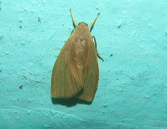 Nishada flabrifera