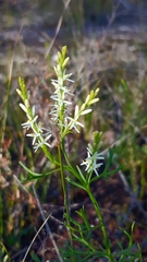 Symphionema paludosum