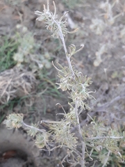 Artemisia jacutica