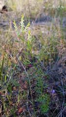 Symphionema paludosum