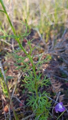 Symphionema paludosum