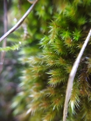 Orthothecium rufescens