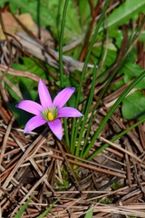 Romulea rosea australis