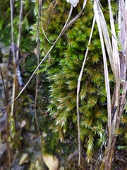 Orthothecium rufescens