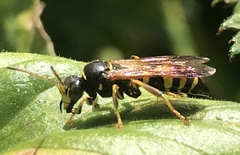 Gorytes laticinctus