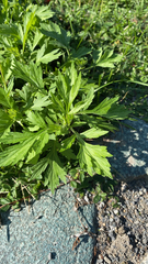 Artemisia vulgaris