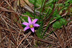 Romulea rosea australis