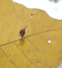Gasteracantha falcicornis