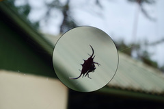 Gasteracantha falcicornis