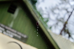 Gasteracantha falcicornis