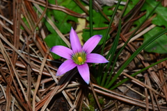 Romulea rosea australis